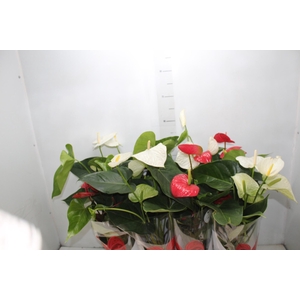 ANTHURIUM VARIADO P15
