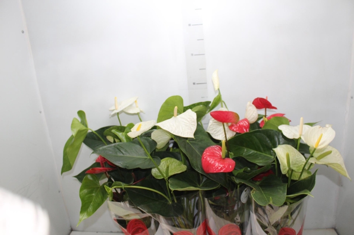 <h4>ANTHURIUM VARIADO P15</h4>