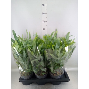 Phlebodium aureum 'Blue Star'