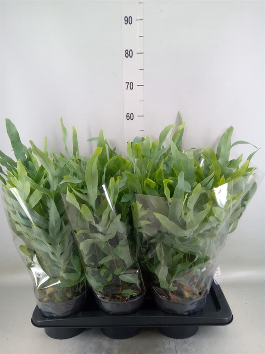 <h4>Phlebodium aureum 'Blue Star'</h4>