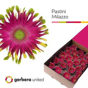 Gerbera Pastini Milazzo Doos