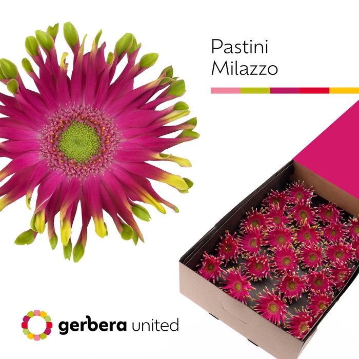 <h4>Gerbera Pastini Milazzo Doos</h4>