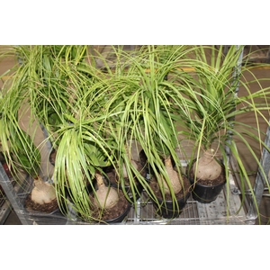 BEAUCARNEA P24