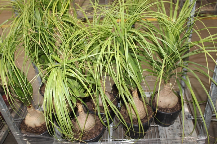 <h4>BEAUCARNEA P24</h4>