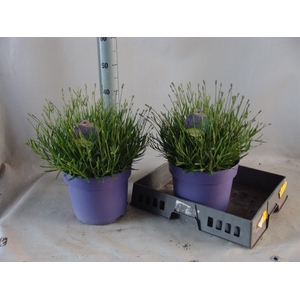 Lavandula angus. 'Hidcote'