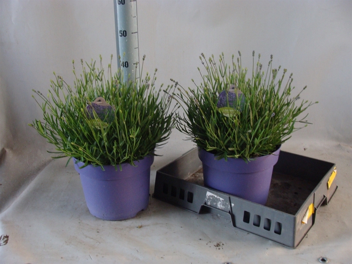<h4>Lavandula angus. 'Hidcote'</h4>
