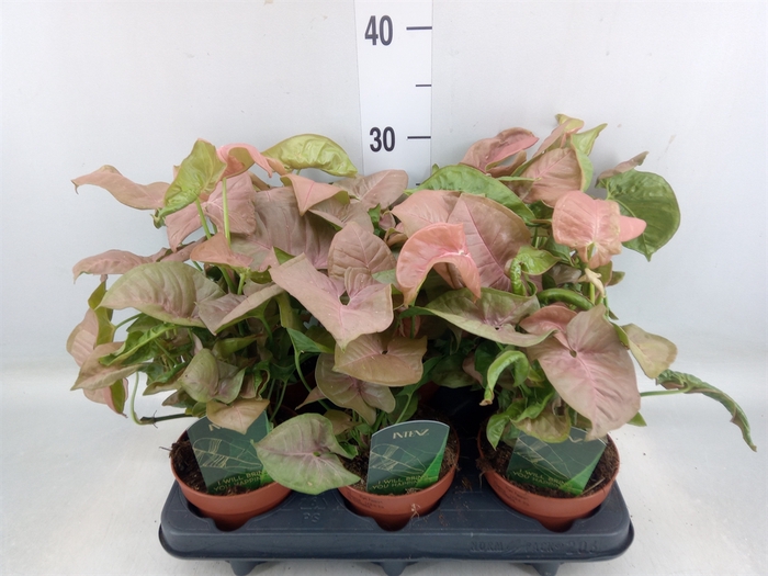 <h4>Syngonium podop.</h4>