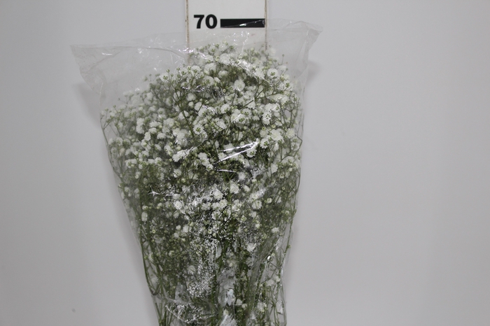 <h4>GYPSOPHILA DYNAMIC LOVE 070 CM</h4>
