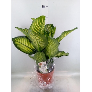 Dieffenbachia seg. 'Maroba'