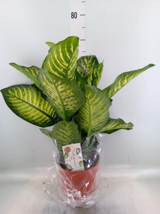 <h4>Dieffenbachia seg. 'Maroba'</h4>