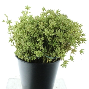 ROBUSTA PELATA GR 400