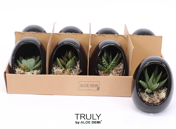 <h4>ARR SUCCULENTEN</h4>