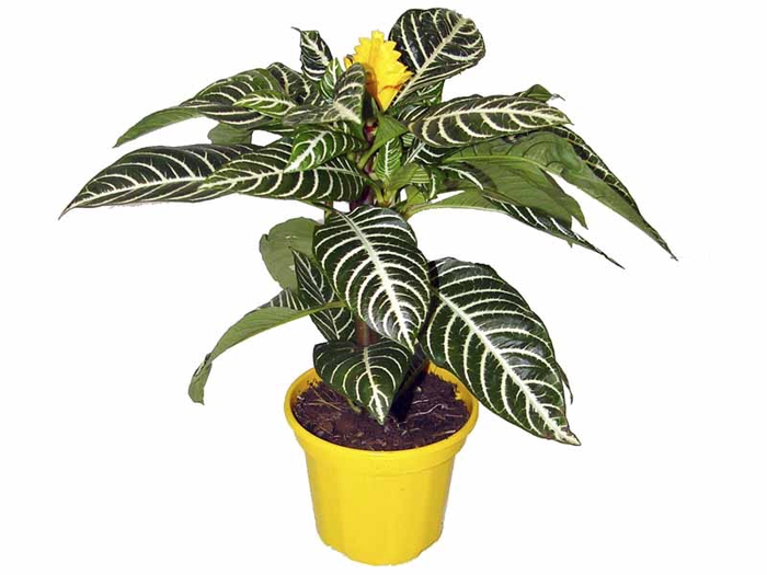 <h4>APHELANDRA COM FLOR P15 COM FLOR</h4>