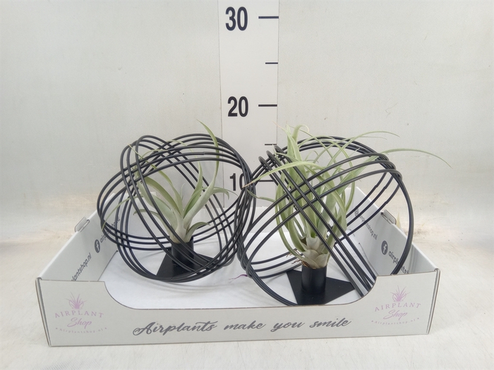 <h4>Tillandsia</h4>