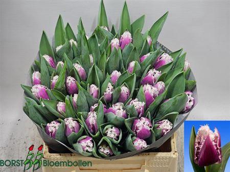 <h4>Tu Fr San Stefano</h4>