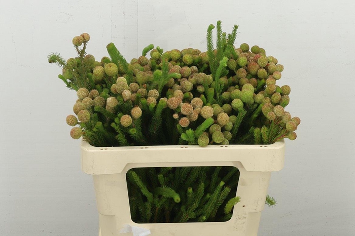 <h4>Kaaps Groen Baubles</h4>