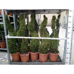 Thuja occid. 'Brabant'