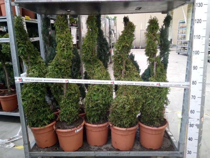 <h4>Thuja occid. 'Brabant'</h4>