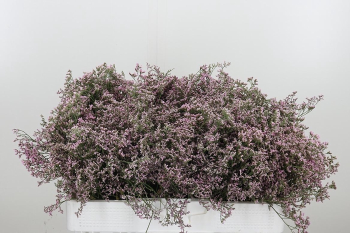 <h4>Lim Saf Oshi Pink</h4>