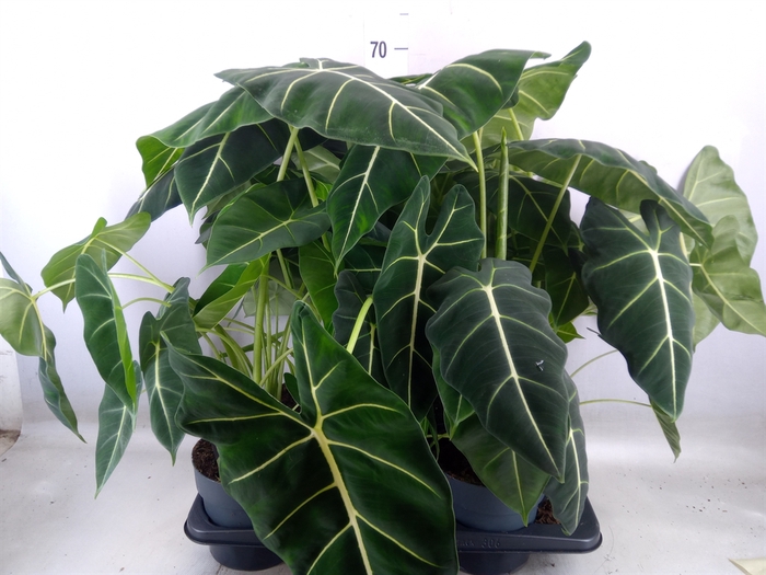 <h4>Alocasia   ...</h4>