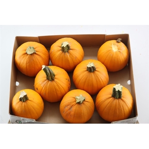 Sier Cuc P Maxima Halloween X8