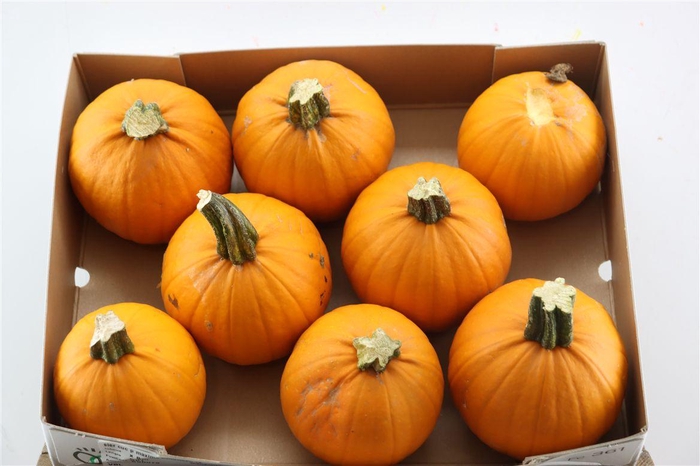 <h4>Sier Cuc P Maxima Halloween X8</h4>