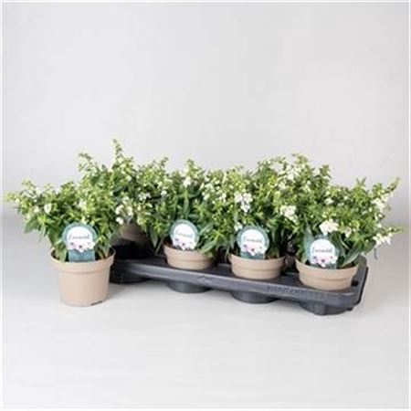 <h4>Angelonia 'Serena White'</h4>