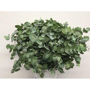 Euca Cinerea P Stem (10 Stems Per Bunch)