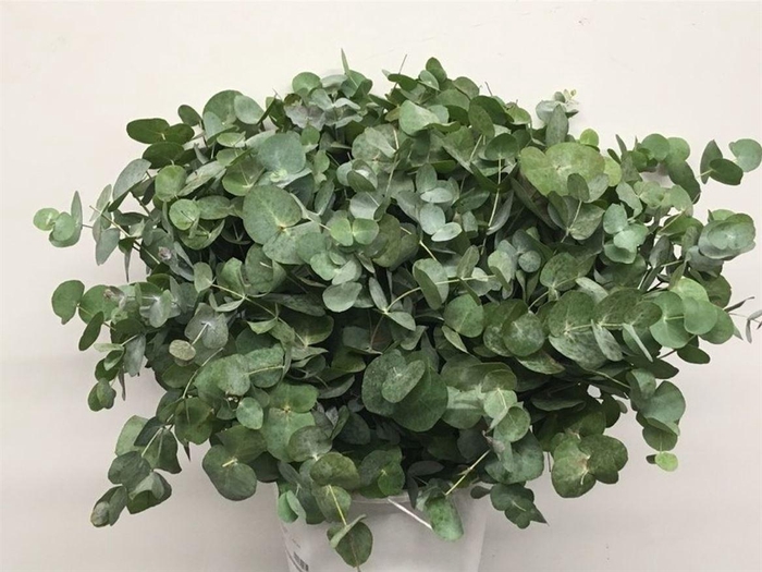 <h4>Euca Cinerea P Stem (10 Stems Per Bunch)</h4>