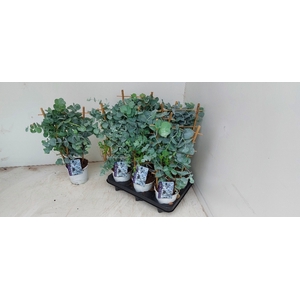EUCAL GUNNII