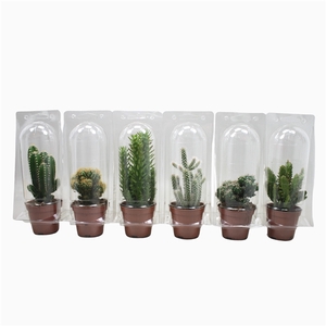 Cactus mix 8,5 cm in blister 1 pack