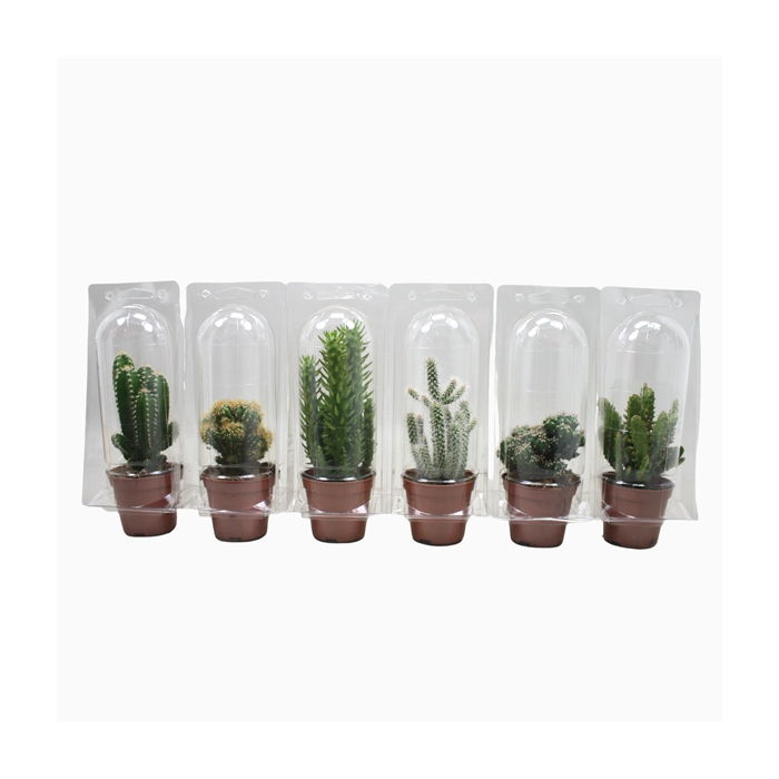 <h4>Cactus mix 8,5 cm in blister 1 pack</h4>