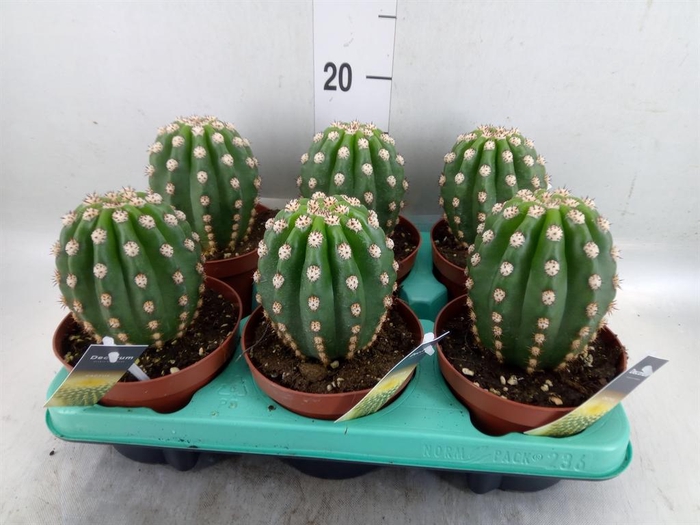 <h4>Cereus   ...</h4>