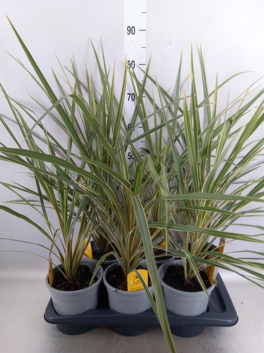 Cordyline austr. 'Variegata'