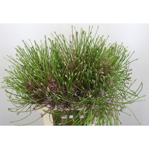 Allium Schubertii