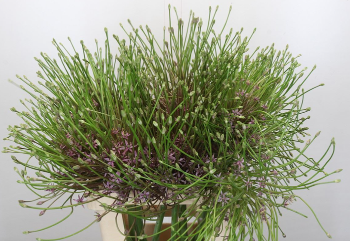 <h4>Allium Schubertii</h4>