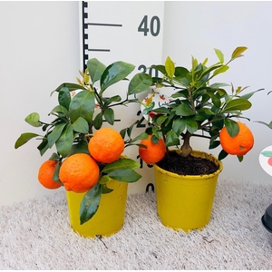 Citrus reticulata Clementine stem (s2)