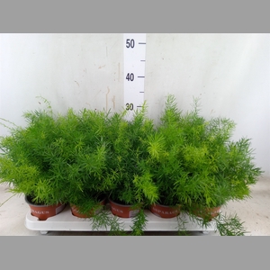 Asparagus dens. 'Sprengeri'