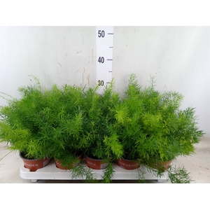 Asparagus dens. 'Sprengeri'