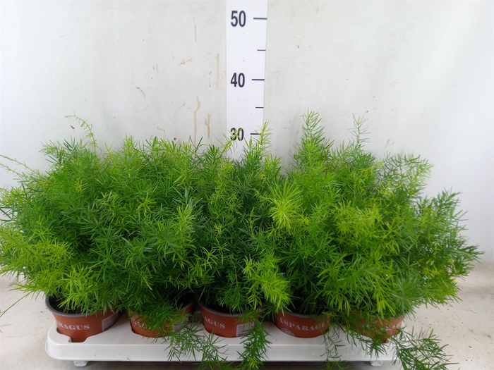 <h4>Asparagus dens. 'Sprengeri'</h4>