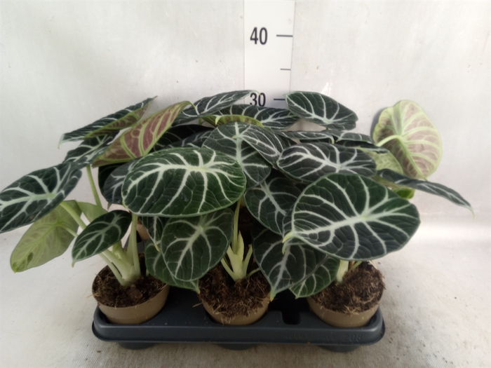 <h4>Alocasia   ...</h4>