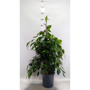 Ficus benja. 'Danielle'