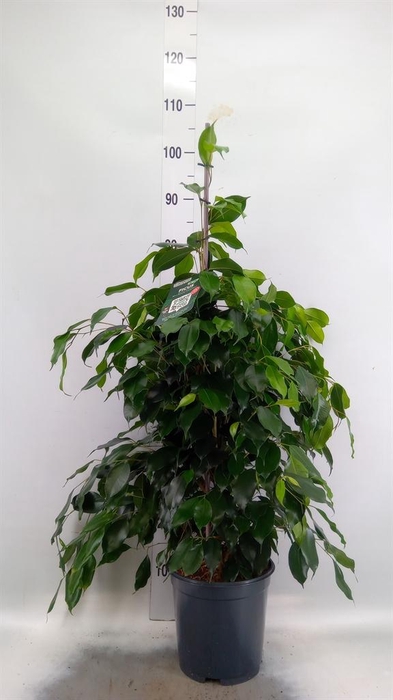 <h4>Ficus benja. 'Danielle'</h4>