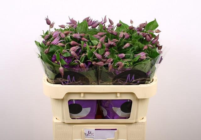 <h4>Clematis amazing sydney</h4>