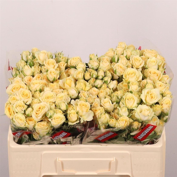 <h4>R Tr Salinero</h4>