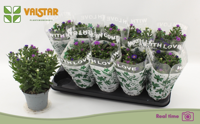 <h4>ASTER NB OV</h4>
