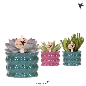 Kolibri Greens Succulenten mix in Cotton pot green mix