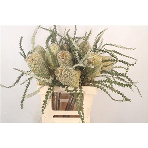 Banksia Speciosa