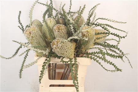 <h4>Banksia Speciosa</h4>