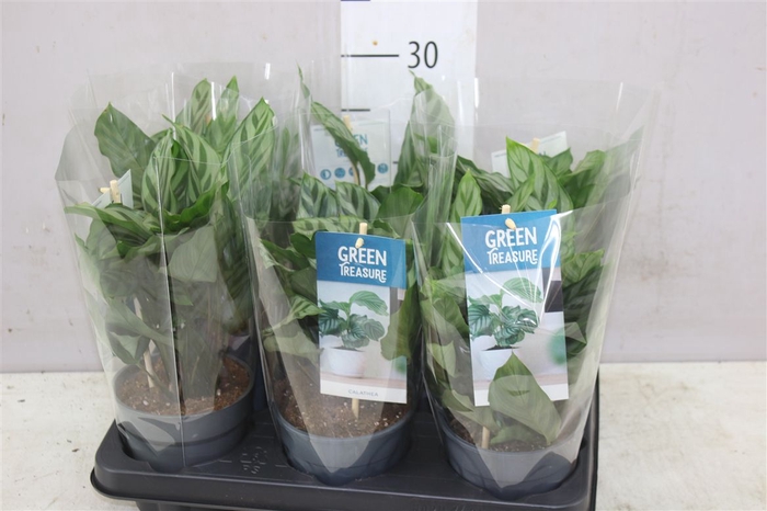 <h4>Calathea Freddie</h4>